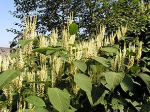 Japanese Knotweed